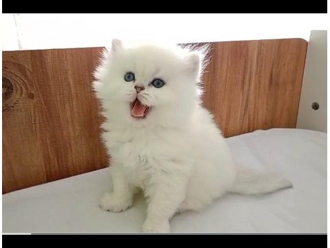 Kocaeli Safkan Show Kalite British Bebekler