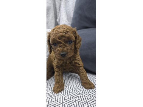 Kore Dark Red Poodle Bebek Köpekler