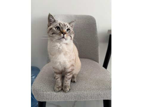 British Shorthair Ns24 Silver Tabby