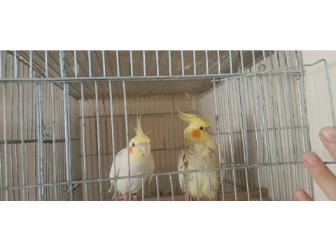 Çift Sultan Papağanı