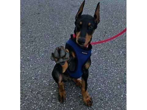 Füzeden Daha Etkili Doberman