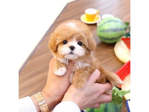Maltipoo Bebek Köpeklerim