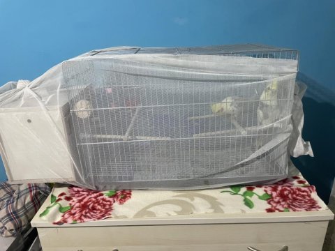 Çift Sultan Papağanı