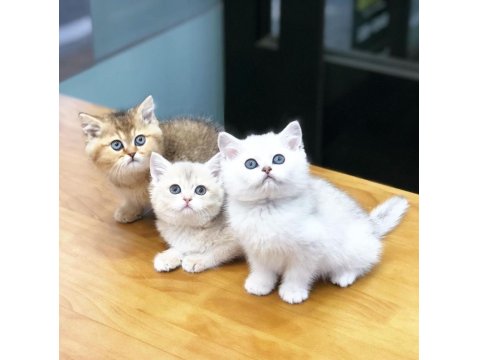 British Shorthair Sevimli Yavrular