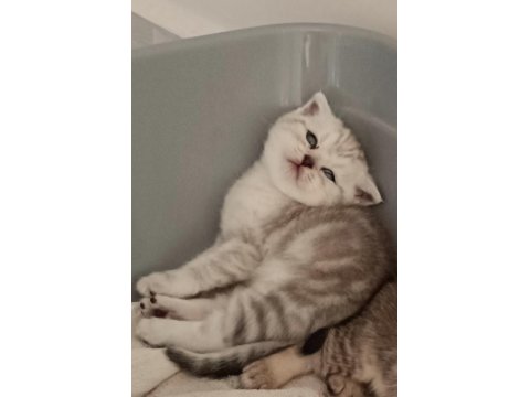 Oyuncu Scottish Fold Yavru 2 Aylık