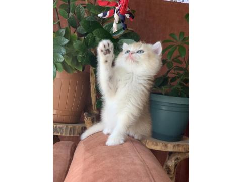 Prenses British Shorthair Sasha