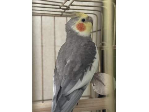 Erkek Sultan Papağanı 12 Aylık