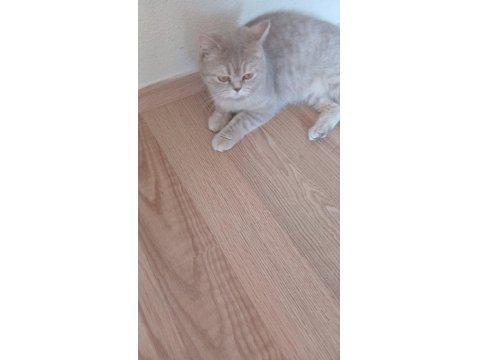 Sahibinden Kedi Ailesi