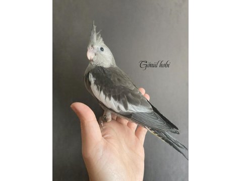 Yeme Düşmüş Ve Düşecek Olan Yavru Sultan Papağanı