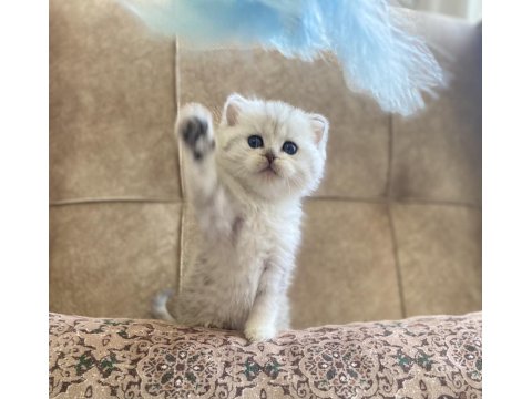 Şecereli Soy Irk Garantili British Shorthair Silver Bebeğimiz.