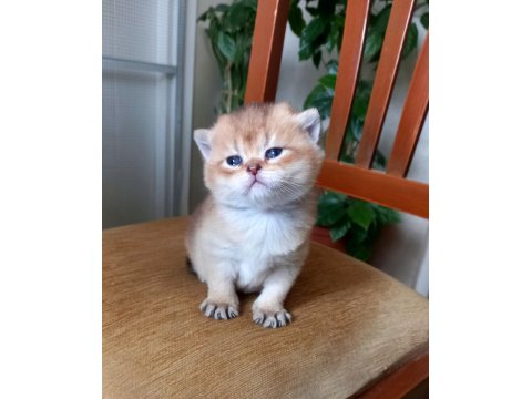Rezerveye Uygun British Shorthair Golden Ve Blue Yavrular