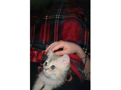 3 Yakışıklı British Shorthair Yavrumuz Oyuncu Ve Sevgi Dolular