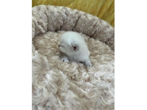 Minik British Bebeklerimiz Ailelerini Bekliyor