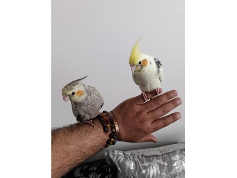 Ele Alışkın Isırma Bilmezler Evcil Çok Güzel Çift Sultan Papağanı