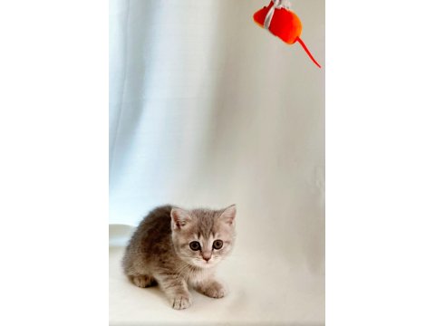 Sessiz Ve Tatlı: Sevgi Dolu Gri British Shorthair