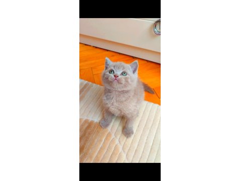 Gri Lilac Dişi Erkek Yavru Kediler