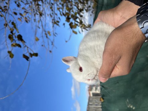 Orijinal Safkan Cüce Tavşanlar
