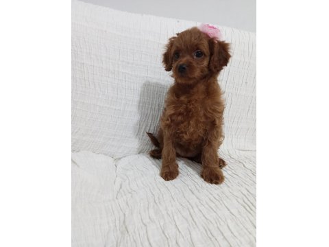 Red Brown Toy Poodle