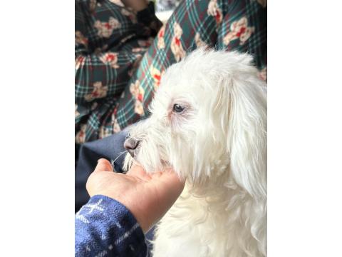 Maltese Terrier 1.5 Yaşında