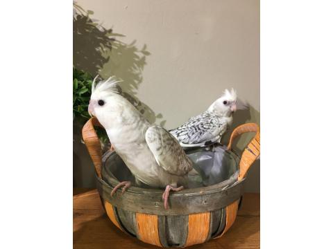 %100 El Beslemesi Full Evcil Yavru Sultan Papağanı