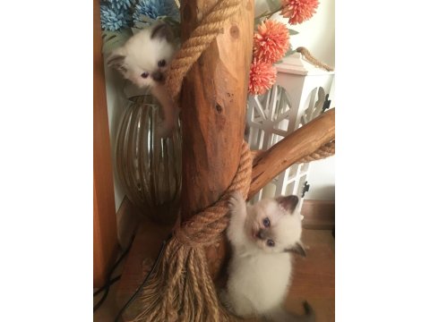 British Shorthair Yavru Kediler