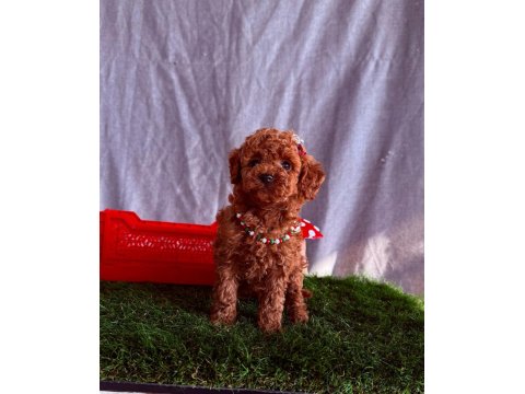 Orijinal Poodle Yavrular