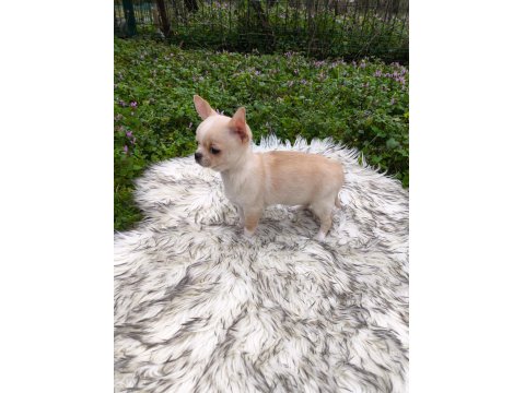 Beyaz Krem Elma Kafa Küt Burun Mükemmel Anatomi Yavru Şivava