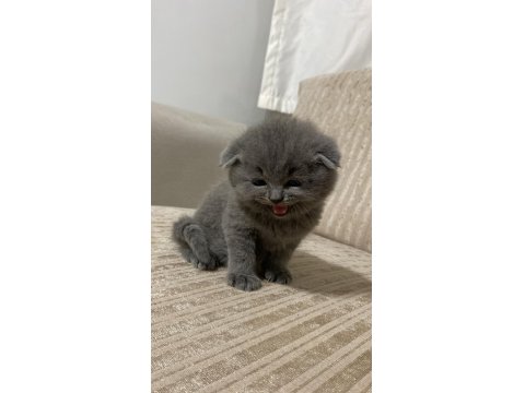 Scottish Fold Yavru Kediler