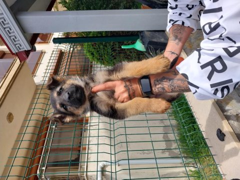 Safkan Alman Kurdu Yavruları