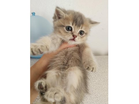 British Scottish Kedilerim