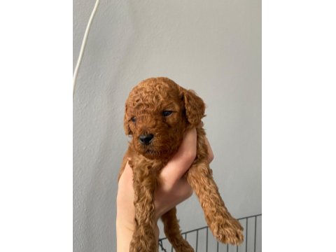 Toy Poodle 9 Mart Doğumlu
