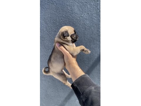 Pug Mops Yavrularımız Sıfır Burun Gül Kuyruk