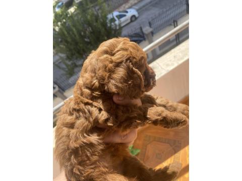 Safkan Yavru Toy Poodle