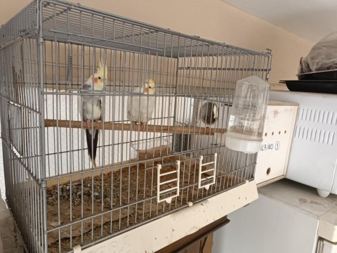 Acil Satılık Çift Ve Dişi Sultan Papağanı