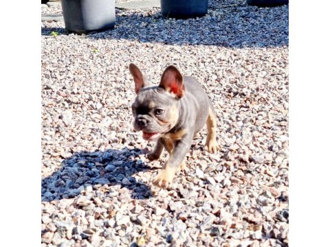 French Bulldog Yavruları
