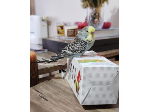 Konuşma Eğitimi Verilecek Yavru Muhabbet Kuşları