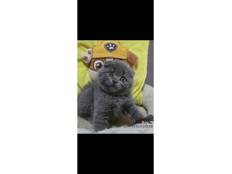Ayıcık Surat Gri Scottish Fold Shorthair Kediler