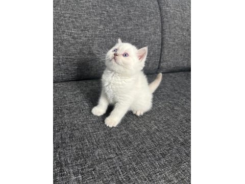 Show Kalite British Shorthair Yavrular