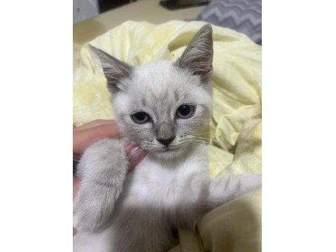 British Shorthair Blue Point Evladımı Sahiplendiriyorum