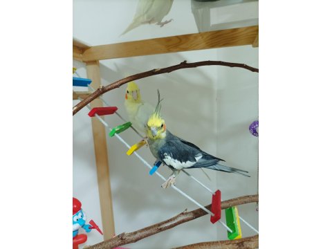 Tecrübeli Eş Sultan Papağanı Takım