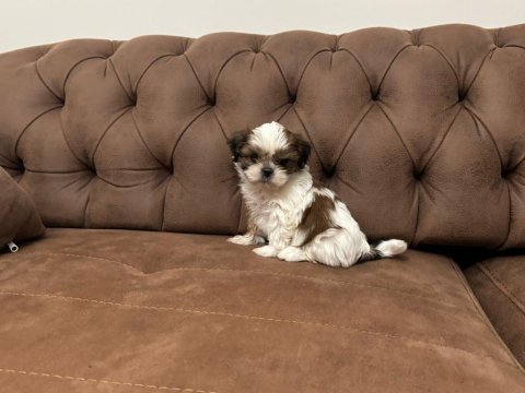 Shih Tzu Yavru Köpekler