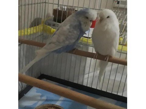 Jumbo Çift Muhabbet Kuşlar