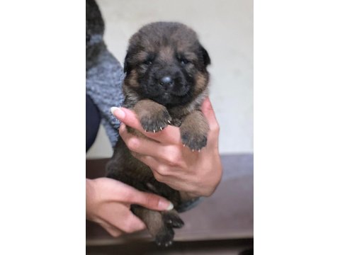 A Kalite Showline Şecereli Alman Kurdu Yavrular