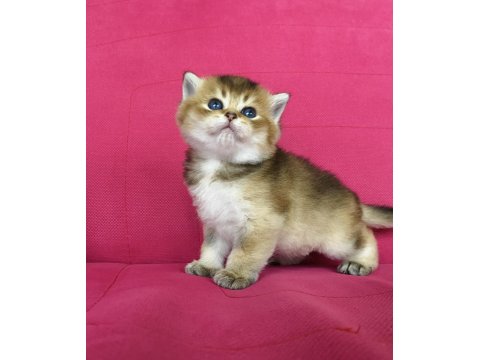 British Shorthair Golden Ve Silver Yavrularımız