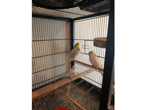 Yeni Yeme Düşmüş Yavru Muhabbet Kuşlar