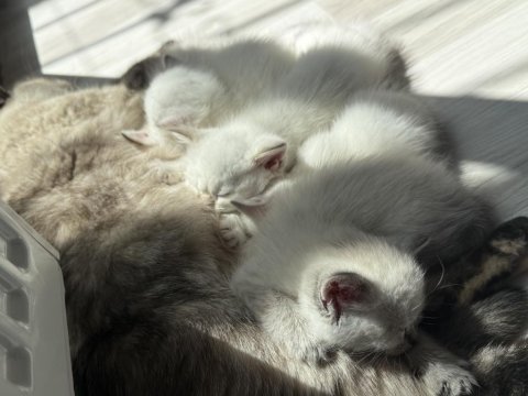 Sevimli Oyuncu Yavru Kediler