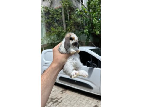 Tavşan Yavruları Her Otogara Gönderim