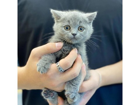 British Shorthair Kedisi Yavruları