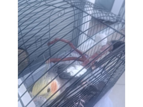 Erkek Sultan Papağanı