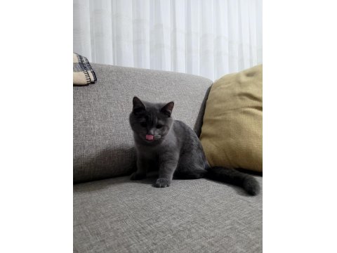 Acil Uygun Fiyat Satılık British Shorthair
